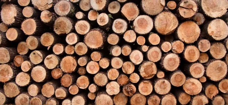 Sečnja in spravilo lesa Begunje na Gorenjskem, okolica