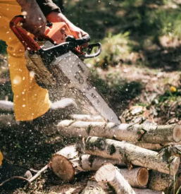 Secnja in spravilo lesa gorenjska