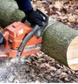 Secnja in spravilo lesa stajerska
