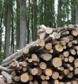 Secnja lesa osrednja slovenija