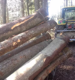 Secnja lesa osrednja slovenija