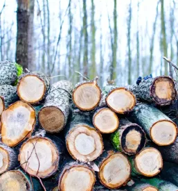 Secnja spravilo in odkup lesa cerklje na gorenjskem