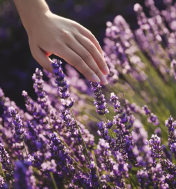 Sivkino etericno olje v sloveniji