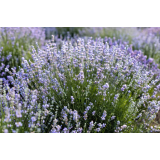 Stojan Korošec - nosilec dopolnilne dejavnosti na kmetiji