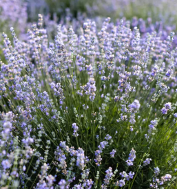 Sivkino etericno olje v sloveniji
