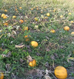 Soncnicno in bucno olje slovenj gradec koroska