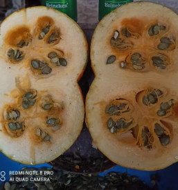 Soncnicno in bucno olje slovenj gradec koroska