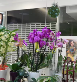 Spletna prodaja adventa dolenjska