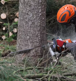 Spravilo lesa stajerska