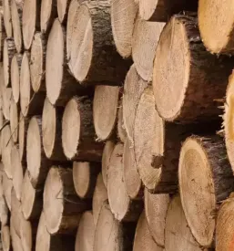 Sečnja in odvoz lesa iz gozda Štajerska