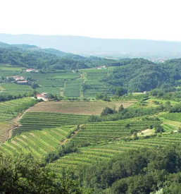 Buteljčna vina Goriška 