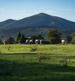 Tourism pivka