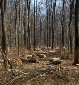 Trgovina z biomaso podravska