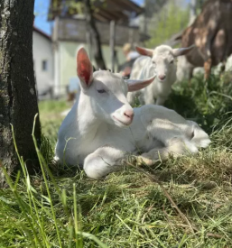 Turisticna kmetija pri biscu bled gorenjska