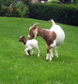 Turisticna kmetija pri biscu bled gorenjska