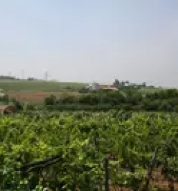 Turistična kmetija z gostilno Obala