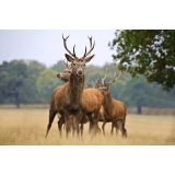 Turistična kmetija Arbajter
