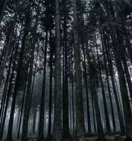 Ugoden posek in spravilo lesa gorenjska