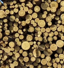 Ugoden posek in spravilo lesa gorenjska