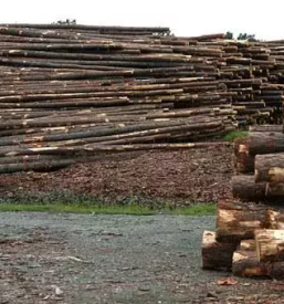 Ugoden posek in spravilo lesa gorenjska