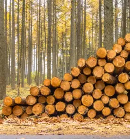 Ugoden posek in spravilo lesa Gorenjska in okolica