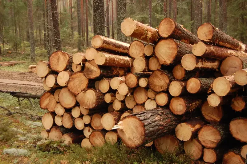 Poceni posek in spravilo lesa Gorenjska