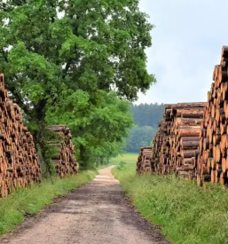 Ugoden posek in spravilo lesa osrednja slovenija