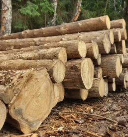 Ugoden posek in spravilo lesa osrednja slovenija