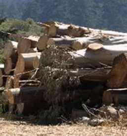 Ugoden posek in spravilo lesa slovenija