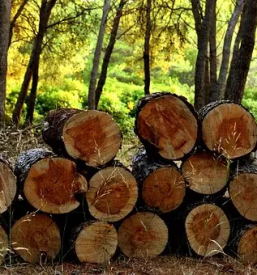 Ugoden posek lesa stajerska