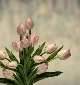 Ugodna cvetlicarna domzale