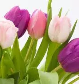 Ugodna cvetlicarna gorica