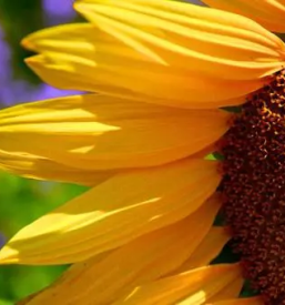 Ugodna vrtnarija savinjska