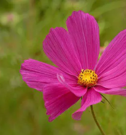 Ugodna vrtnarija savinjska