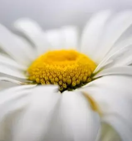 Ugodna vrtnarija savinjska