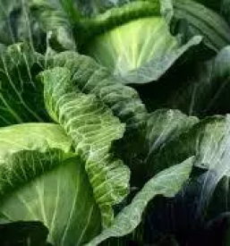 Ugodna zelenjava osrednja slovenija