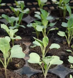 Ugodne sadike zelenjave prekmurje