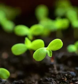 Ugodne sadike zelenjave slovenija