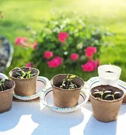 Ugodne sadike zelenjave slovenija