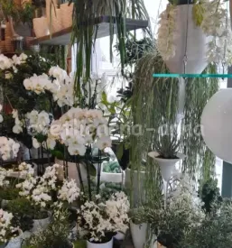 Dostava cvetja iz cvetličarne Ljubljana