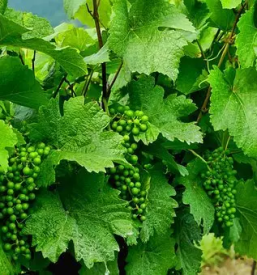 trsničarstvo Podravska