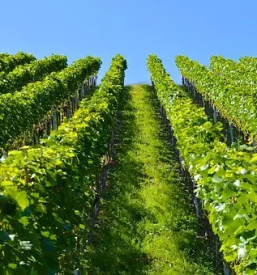 Kvalitetne trsne cepljenke Podravska, Štajerska