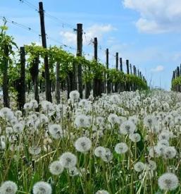Ugodno trsničarstvo Štajerska