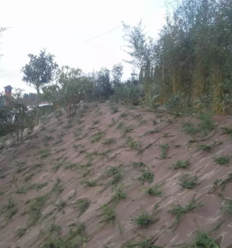 Ureditev vrtov Obala