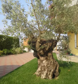 Urejanje vrtov in okolice Obala