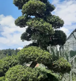 Kvalitetno urejanje vrtov Osrednja Slovenija