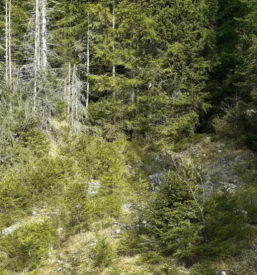 Ugodno upravljanje z gozdovi Osrednja Slovenija
