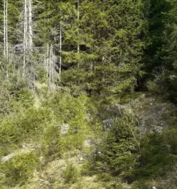 Ugodno upravljanje z gozdovi Osrednja Slovenija
