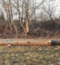 Upravljanje z gozdnimi površinami Osrednja Slovenija