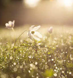 Urejanje dvorisc in okolice koroska